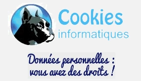 cookie informatique fond gris